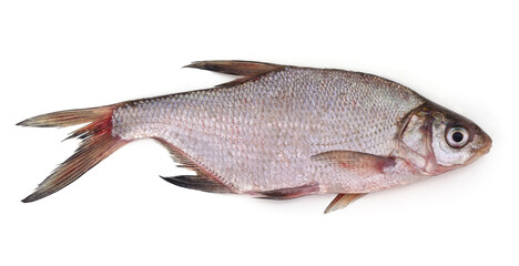 One small bream.