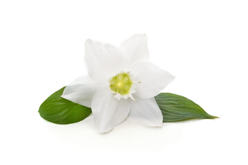 White flower with leaves.