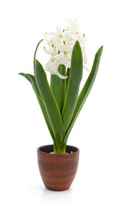 White hyacinth in a pot.