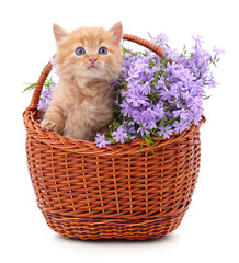 Fototapeta na wymiar Red kitten and purple phloxes in the basket.