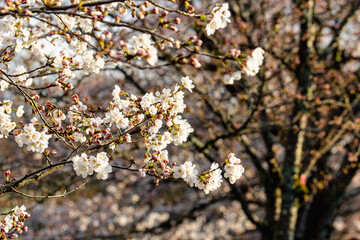 japan blossom in spring