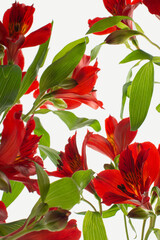 colorful alstroemeria flowers on a beige background