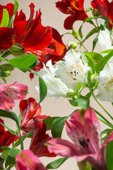 colorful alstroemeria flowers on a beige background