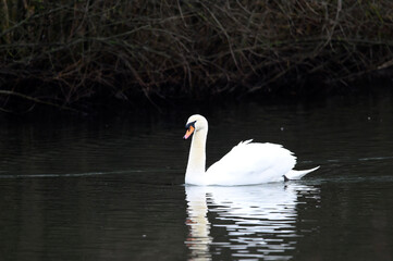 white swan on the lake