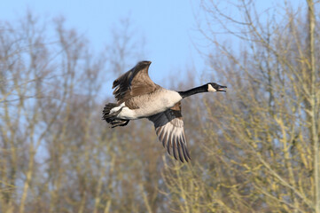 country goose branta canadensis