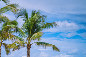 Fototapeta na wymiar Beautiful coconut palm top with blue sky as background. Summer background of free space for your decoration and palm leaves with sun light.
