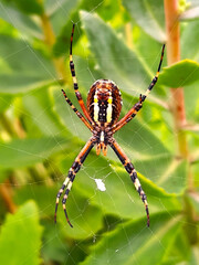 Wasp spider in the web close-up