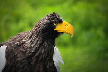portrait of a bird of prey