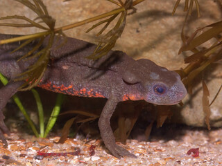 Closeup on a colorful male Japanese fire-bellied newt , Cynops pyrrhogaster