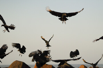Vultures Flight