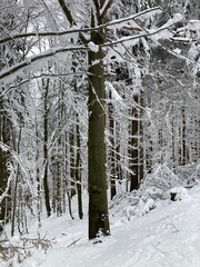 Views from winter hiking path in the forest. Mountain nature landscape. Forest landscape from walking, hiking in the mountains. Snowy path in the forest with bridge and river. Sunny winter day.
