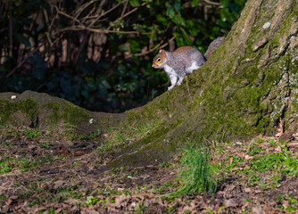 Naklejka na ściany i meble Grey squirrel sat eating a peanut in a tree at the park. 