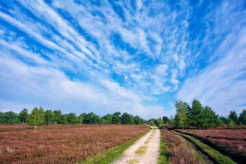 L&uuml;neburger Heide