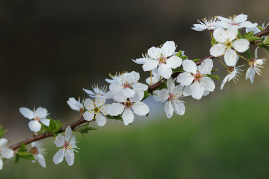 Blooming twig. Spring flowering. Small white flowers on a tree branch. Spring. Copy space. Horizontal photo. Plum blossom. Springtime. Floral background. White flower