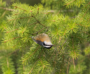 A Red-breasted Nuthatch finds a meal in the pines.