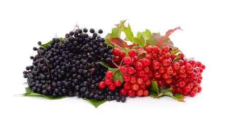 Viburnum and elderberry berries.