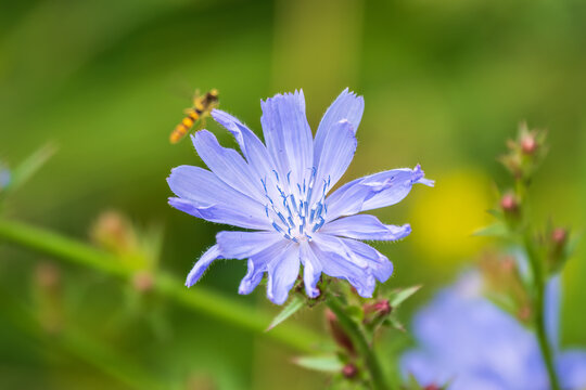 Common Chicory or Cichorium intybus flower blossoms on blured background