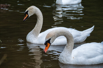 Naklejka premium Two graceful white swans swim in the dark water.