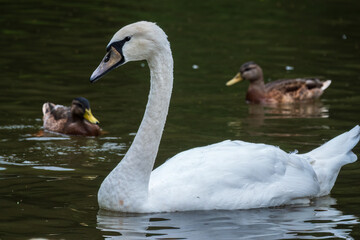 Obraz premium A graceful white swan swimming on a lake with dark water. The white swan is reflected in the water