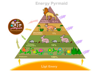 Energy pyramid or ecological,  eltonian, trophic level. Food chain, web. Consumers; primary, secondary, tertiary, decomposers, autotroph. Leon, fox, sneak mouse, sneak, plants. Prey, hunter. Vector - obrazy, fototapety, plakaty