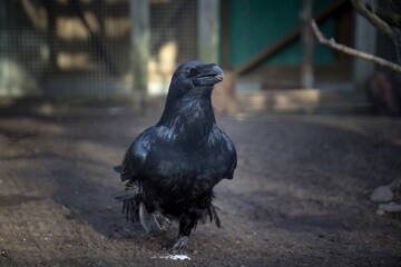 Very old black raven