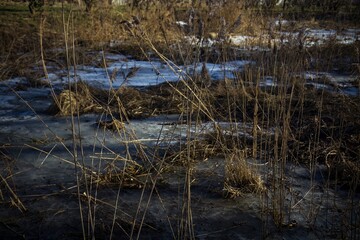 reeds and grass in the water