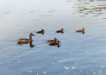 Group of fluffy ducklings of mallard or wild duck swimming together with mother duck in blue water