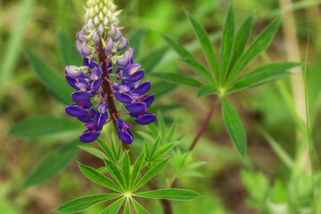 Summer wild purple lupine flower. Detailed macro photography of the spring flower Lupinus polyphyllus