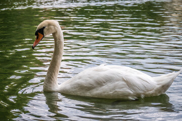 A graceful white swan swimming on a lake with dark water. The white swan is reflected in the water