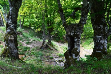 an old tree in the forest