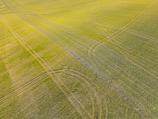 Tractor traces in sown field