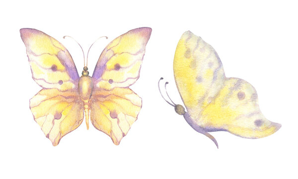 Watercolor illustration of yellow butterflies, isolate on white background.