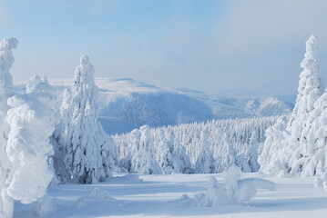Fototapeta premium snow covered trees