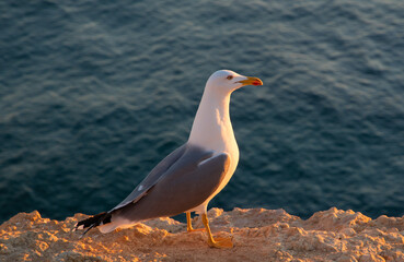 A seagull sitting on a stone near the water in the evening