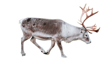 Reindeer walking, wildlife in Norway PNG