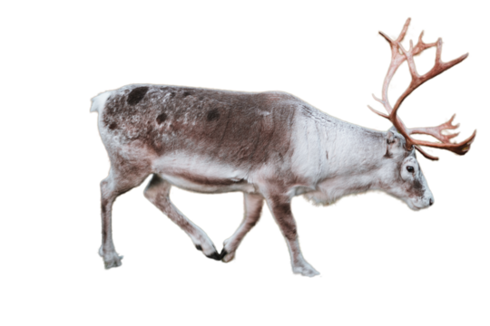 Reindeer walking, wildlife in Norway PNG