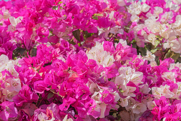 Flor de bugambillia rosa y blanco