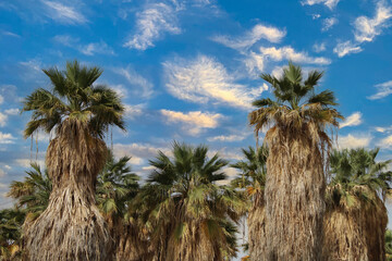 Fototapeta na wymiar palm and date palm trees at sunset. jeddah saudi arabia