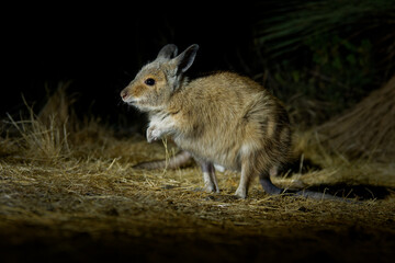 Brown or Rufous Hare-wallaby - Lagorchestes hirsutus also called mala, small marsupial macropod in...