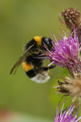 Vertical closeup on a queen buff-tailed or large earth bumblebee, Bombus terrestris on a purple thistle flower