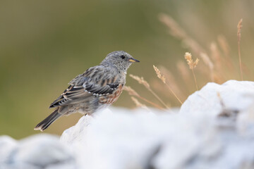 Alpine Accentor (Prunella collaris), a bird that lives at high altitude. Abruzzo, Italy.
