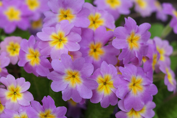 Naklejka na ściany i meble Spring flowers. Primula polyanthus or Perennial Primrose. Blooming pink purple primrose or primula flowers in a garden. Beautiful spring Primroses flowers in the garden on blurred natural background