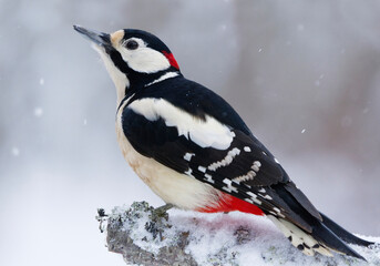 Obraz premium Great spotted woodpecker (Dendrocopos major) male sitting on a branch in snowfall in winter. 