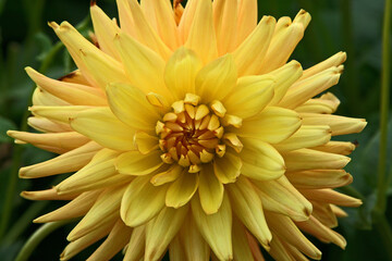 Dahlie