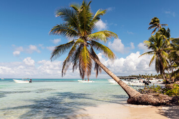 The Palms on the beach at Saona island in the Dominican Republic.