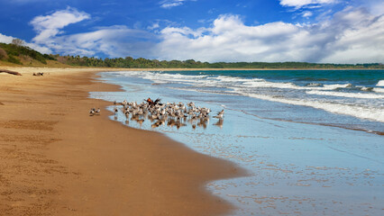 The birds at Playa El Arenal's rustic sandy beach, where boat rides to Isla Iguana Wildlife Refuge are commencing.