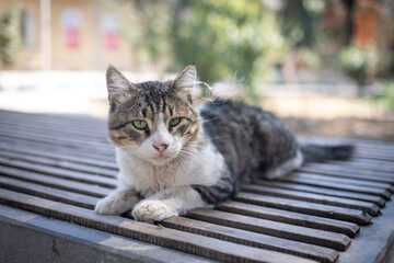 Close-up dirty homeless street cat lies on a wooden bench in the park