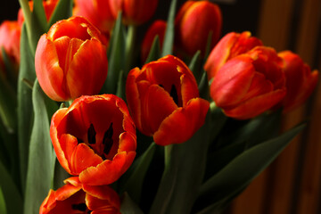Naklejka premium Beautiful red tuips on a dark background, dew on tulip petals, spring flowers, wet flowers. Piękne czerwone tulipany na ciemnym tle, rosa na płatkach tulipanów, wiosenne kwiaty, mokre kwiaty.