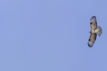 飛翔するノスリ