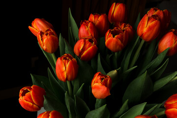 Beautiful red tuips on a dark background, dew on tulip petals, spring flowers, wet flowers. Piękne...